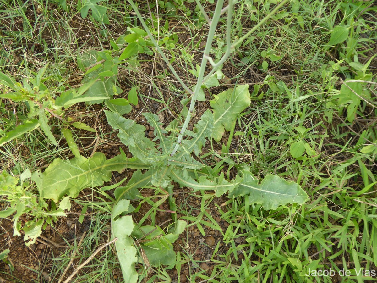 Launaea intybacea (Jacq.) Beauverd